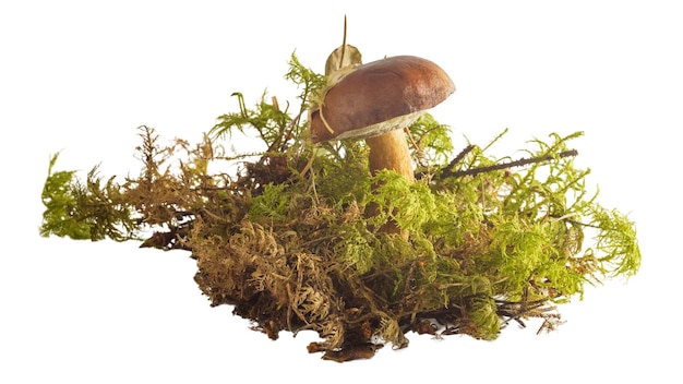 Un champignon polonais d'automne brun foncé avec de la mousse isolé sur fond blanc Champignon tubulaire Imleria badia