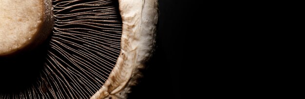 Photo champignon portobello sur fond noir, image de maquette panoramique