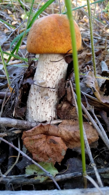 le champignon pousse dans la forêt