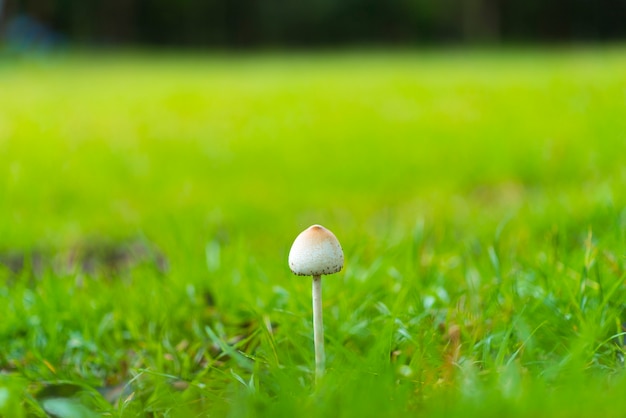 champignon sur les prairies vertes