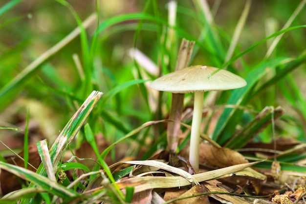 Champignon de printemps dans la forêt