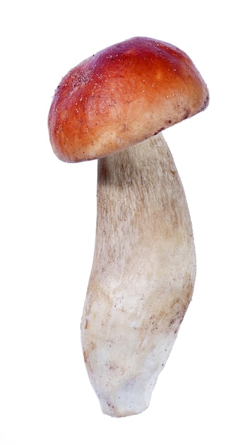 un champignon qui porte le mot " gnart ".