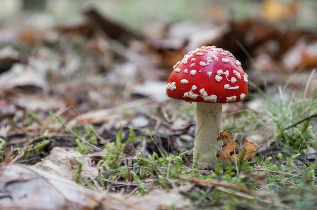 Champignon rouge dans une forêt