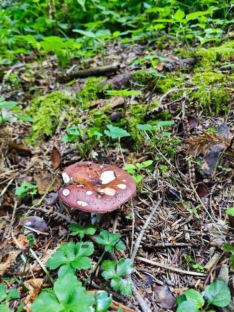 Photo champignon rouge dans la forêt