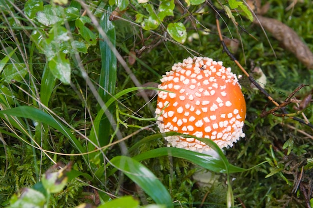 Champignon rouge en forêt