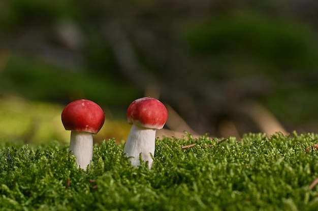 champignon rouge sur l'herbe verte