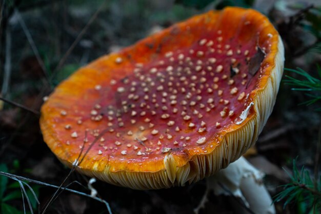 Champignon rouge de près dans la forêt