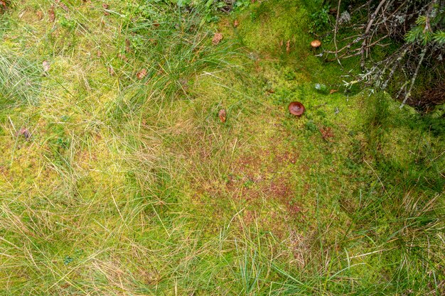 Champignon rouge sur terre en forêt dans le parc national de Bucegi