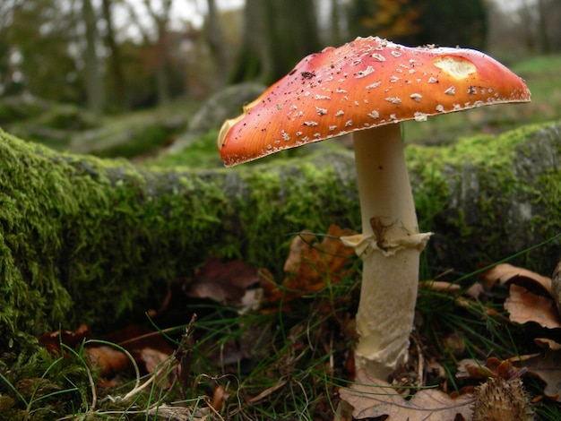 Un champignon rouge avec une tige blanche dans une forêt verte