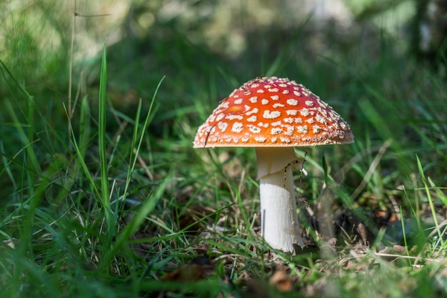 champignon rouge toxique dans la nature