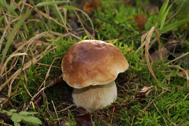 Le champignon sauvage comestible Boletus edulis pousse dans la forêt