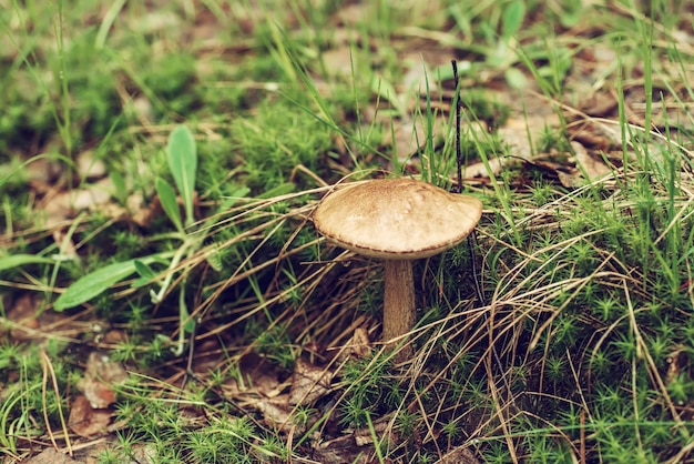 Champignon sauvage comestible