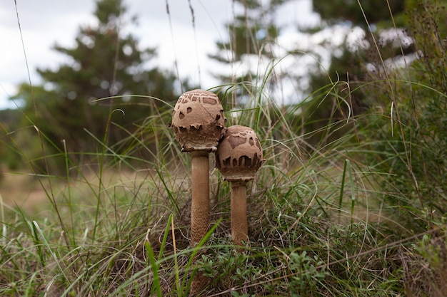 Champignon sauvage dans le bois de Basovizza