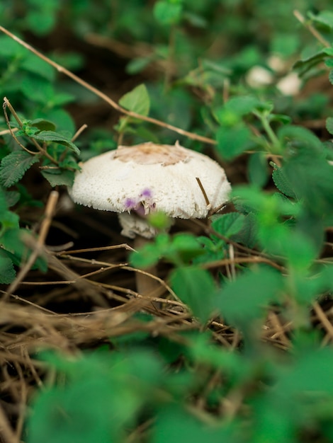 Un champignon sauvage dans un environnement verdoyant