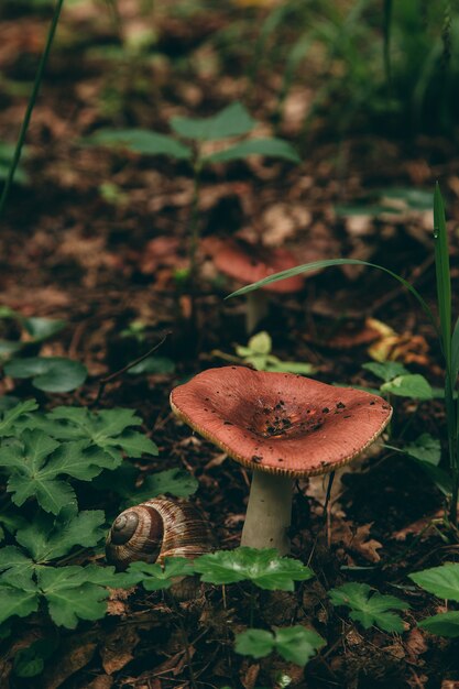 Champignon sauvage dans la forêt, nourriture naturelle, récolte d'été.