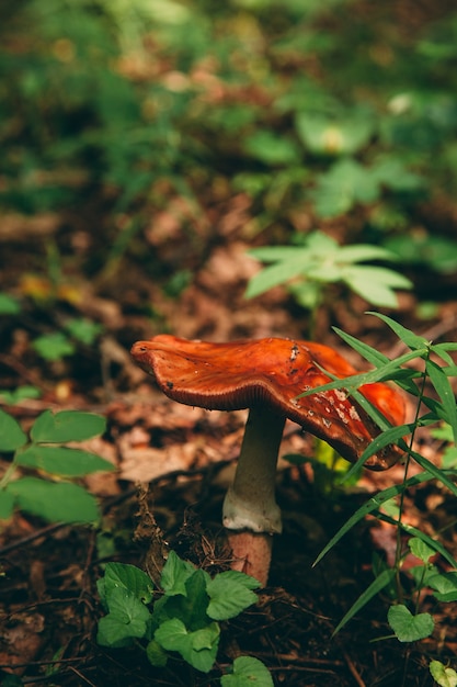 Champignon sauvage dans la forêt, nourriture naturelle, récolte d'été.