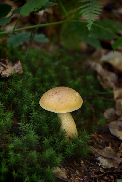 Photo champignon sauvage dans la forêt