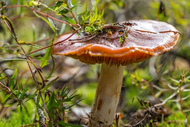 champignon se bouchent dans la forêt