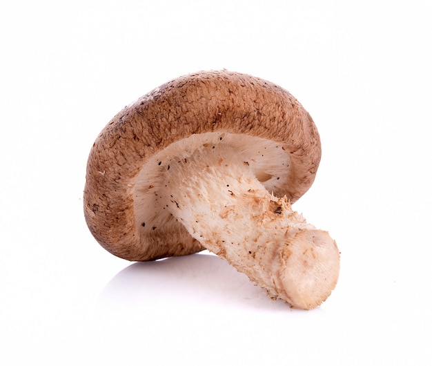 Champignon shiitake sur le blanc