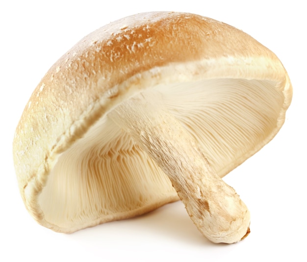 Champignon Shiitake comestible sur fond blanc