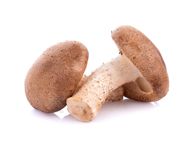 Champignon Shiitake sur fond blanc