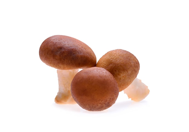 Champignon shiitake sur fond blanc