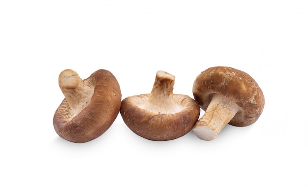 Champignon shiitake sur fond blanc