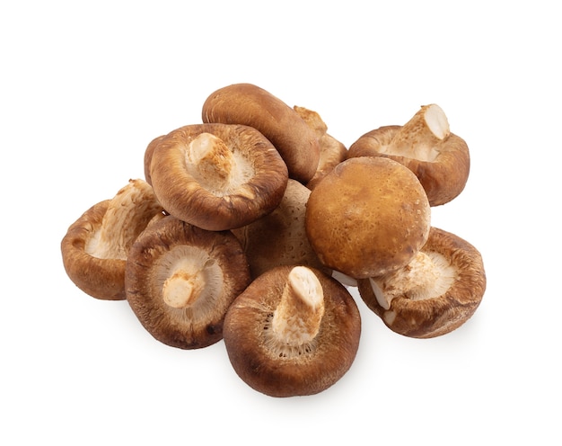 Champignon shiitake sur fond blanc