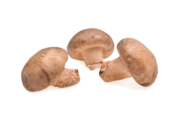 Champignon shiitake sur fond blanc