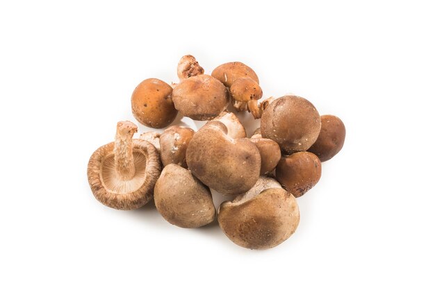 Champignon shiitake isolé sur blanc