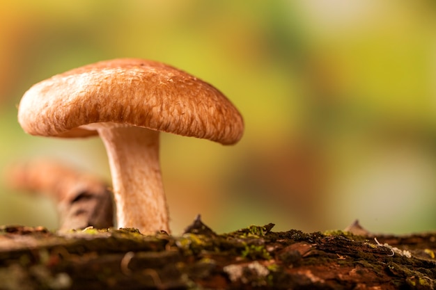 Champignon Shiitake poussant sur l'arbre.