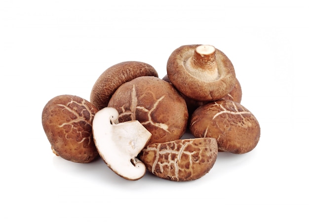 Champignon shiitake