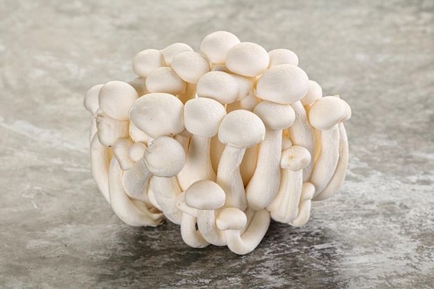 Champignon Shimeji japonais pour la cuisine