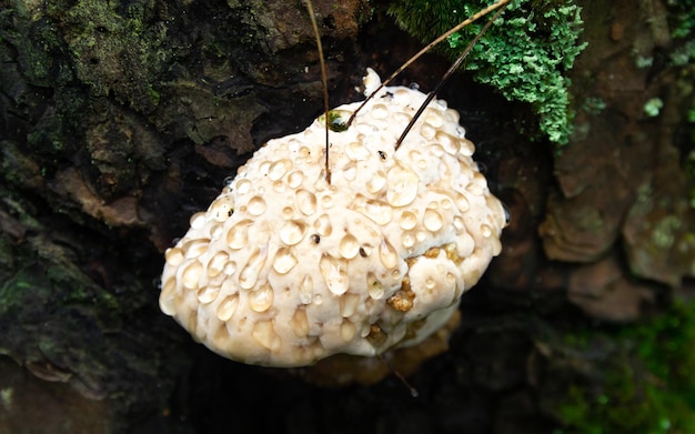 Champignon sous la goutte de rosée