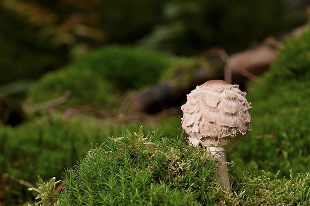 Un champignon sur une surface moussue avec un chapeau blanc dessus.