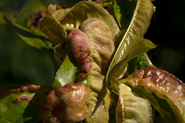 Champignon Taphrina deformans sur feuille de pêcher