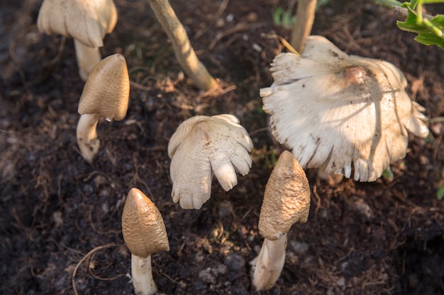 Champignon Termitomyces, champignon termite