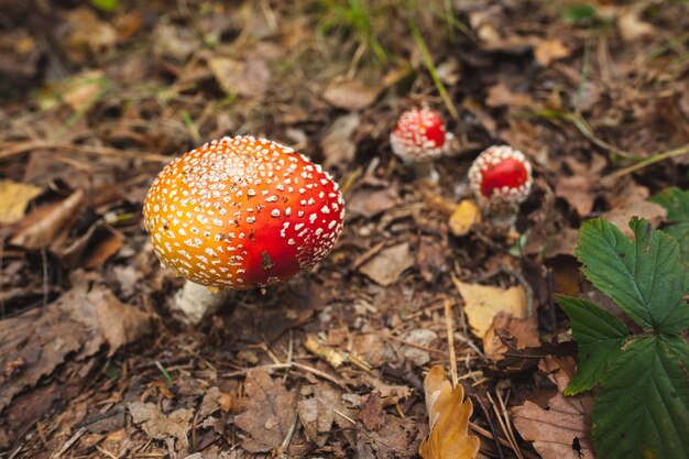 Champignon sur un terrain forestier