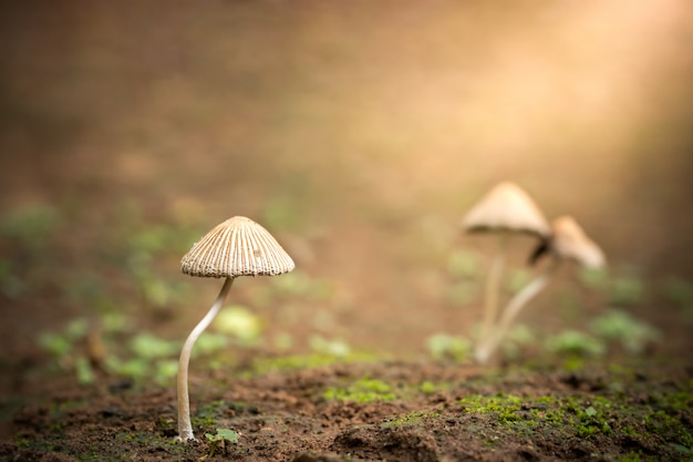 Champignon toxique et soleil du matin dans la forêt tropicale. Concept de beau tueur.