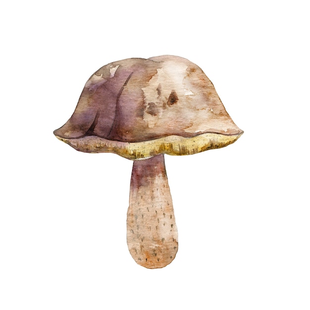 Champignon tremble aquarelle