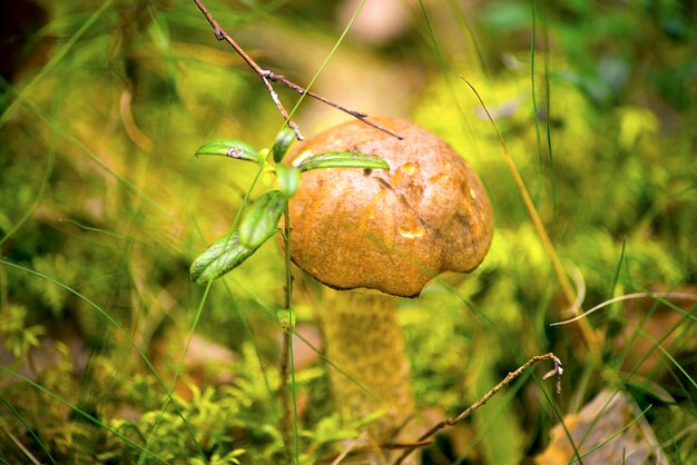 Champignon tremble ou simplement bruyère et gros champignon comestible dans l'herbe verte.