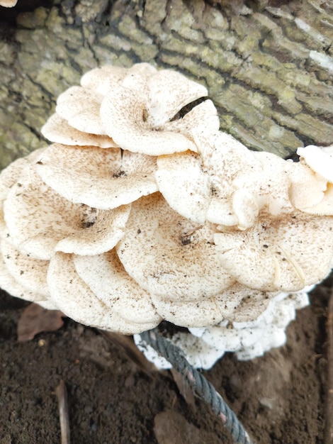 Un champignon sur un tronc d'arbre est montré sur cette photo.