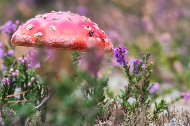 Champignon vénéneux dans un champ de bruyère dans la forêt Champignon vénéneux Bonnet rouge Tache blanche