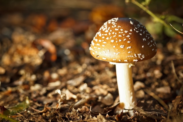 Champignon vénéneux à la forêt