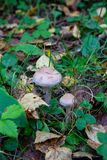 Champignon vénéneux, gros plan d'un champignon vénéneux dans la forêt sur un sol de mousse verte - Champignons coupés dans les bois - Champignon blanc