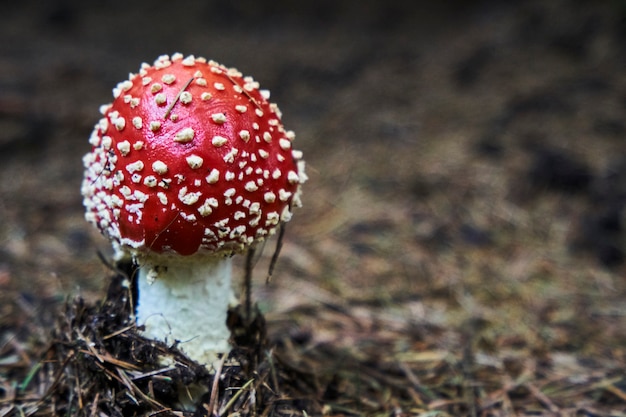 champignon vénéneux