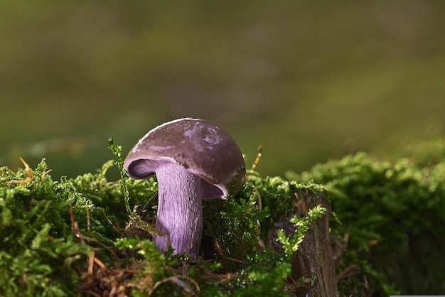 Un champignon violet est assis sur une bûche moussue.