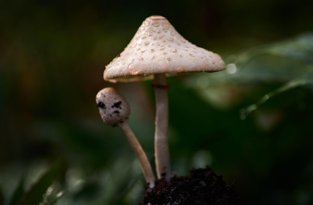 Un champignon avec un visage dessus est au milieu d'un fond sombre.