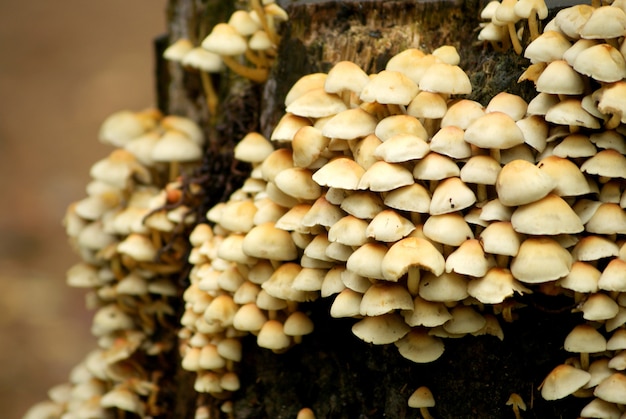 Champignon en vue du tronc