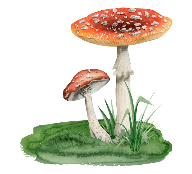 Champignons agaric de mouche blanche rouge poussant dans l'herbe verte illustration aquarelle d'Amanita muscaria